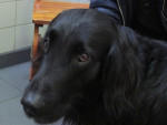 Kobus,flatcoated reu,8jr,had last van afhangende lip en oog (foto 2011) en krijgt acupunctuur voor achterhand.